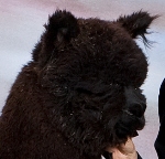 Theophilus